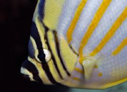 Ornate Butterflyfish
Nikon D70, 105mm, DS-125 substrobe by James Kashner 